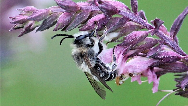 Melitta tricincta, die Zahntrost-Sägehornbiene - so heißt die Bienenart, die in der Leipzig-Schkeuditzer-Aue wiederentdeckt worden ist.