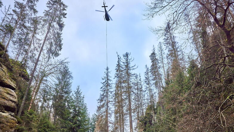 Helikopter "Eichhörnchen" schwebt über der Kirnitzschklamm mit den toten Borkenkäferfichten.