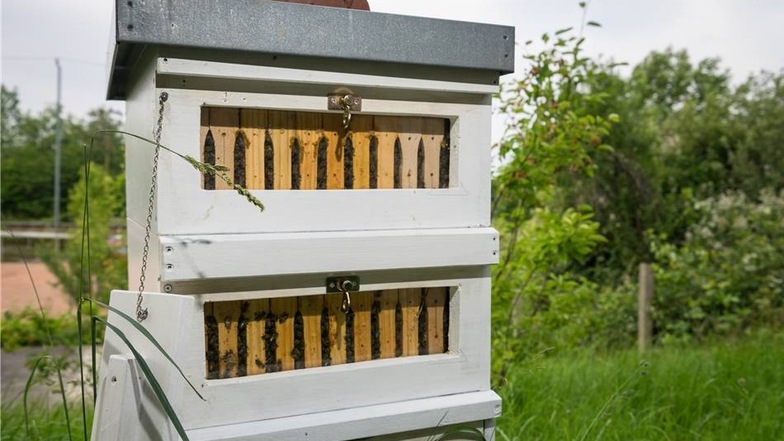 Ein Imker hat ein paar Bienenvölker angesiedelt. Diese sind wichtig für den Kleingärtnererfolg.