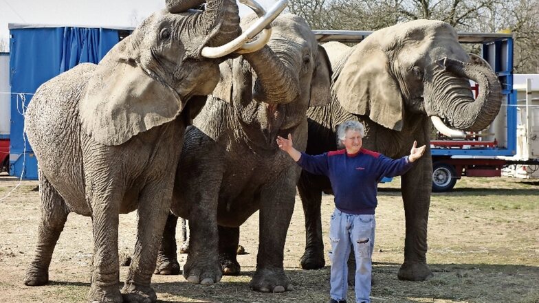 Hardy Weisheit mit den afrikanischen Elefanten Tonga und Moja und der asiatischen Elefantendame Gandhi. Im Freien sind die Tiere in einem eingezäunten Areal untergebracht, in dem sie sich frei bewegen können.