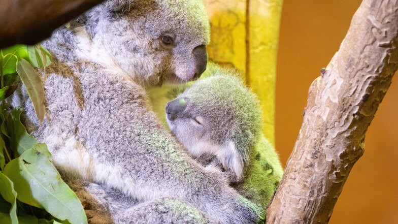 Koala-Baby im Dresdner Zoo: süßer Nachwuchs zeigt sich den Besuchern
