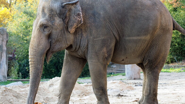 Die 48 Jahre alte Elefantendame Saida aus dem Leipziger Zoo zieht nach Karlsruhe um.