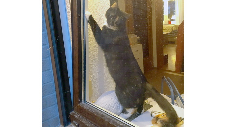 Katzenbesitzer sollten bei angekipptem Fenster besondere Vorsicht walten lassen, damit ihrem vierbeinigen Liebling nichts passiert.