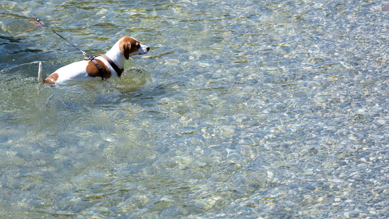 Ein Hund kühlt sich in einem Fluss ab.
