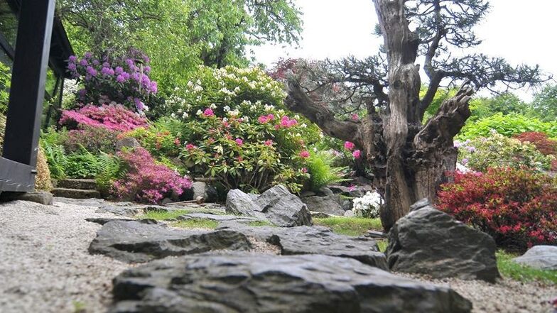 Idylle mit Makel: Aus diesem japanischen Garten stahlen zwei Täter die beiden wertvollsten Bonsai-Bäume. Fotos: Claudia Hübschmann