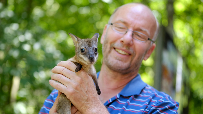 Im Juli 2020 war Sächsische.de das erste Mal bei Känguru Gertrud im Meißner Tierpark zu Besuch. Mittlerweile ist das Ziehkind von Tierparkchef Heiko Drechsler selbst Mama geworden.