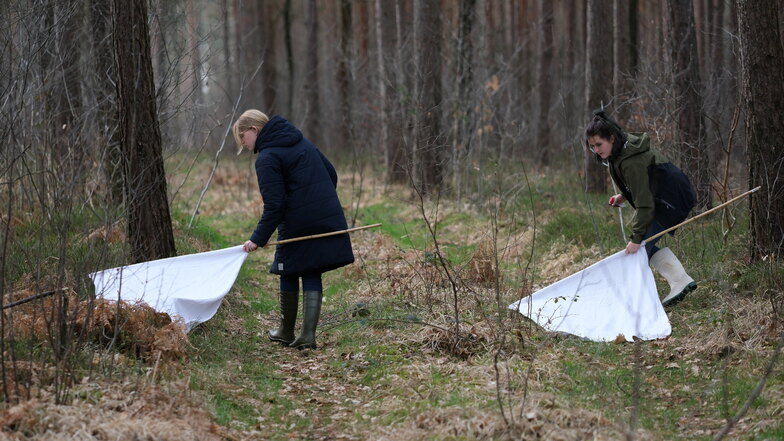 Sara Weilage (l) und Lara Maas, Doktorandinnen der veterinärmedizinischen Fakultät der Universität Leipzig, sammeln mit einer weißen Fahne Wiesenzecken vom Waldboden.