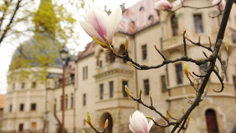 Magnolien blühen vor dem Traumschloss in Schönfeld. Am Sonntag geht es hier beim Kabarett deftig zur Sache.