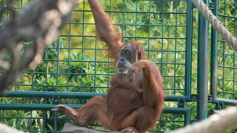 Die Orang-Utans sollen im Zoo endlich ein neues Haus bekommen. 