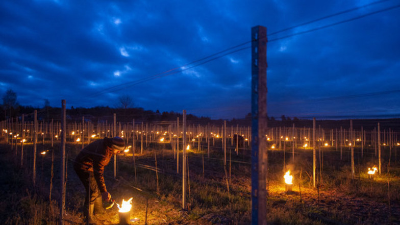 150 Feuertöpfe brennen im Weinböhla-Weinberg von Wackerbarth. Die kleinen Feuer bringen die Temperatur über null Grad und schützen die jungen Reben.
