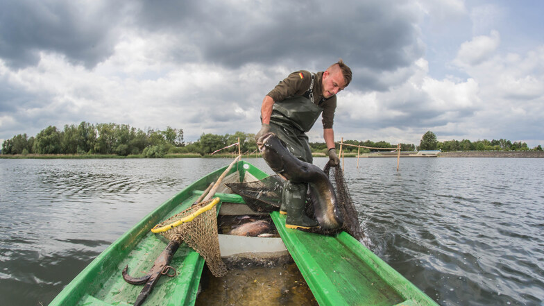 Daniel Hingst ist Fischwirtschaftsmeister und am Stausee Quitzdorf tätig. Derzeit ist er schwer mit dem Umsetzen des Fischbestandes beschäftigt.