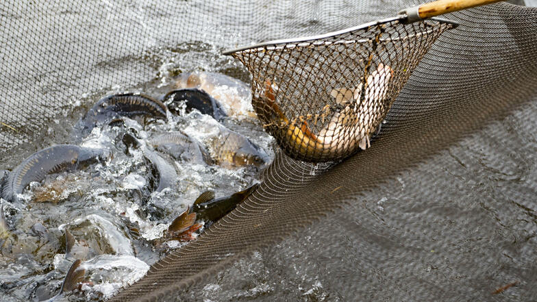 Ein guter Fang: Noch ist die Teichwirtschaft mit dem Abfischen der von ihnen bewirtschafteten Gewässern zwischen Rammenau, Zschorna, Naundorf bei Meißen und Zittau beschäftigt.