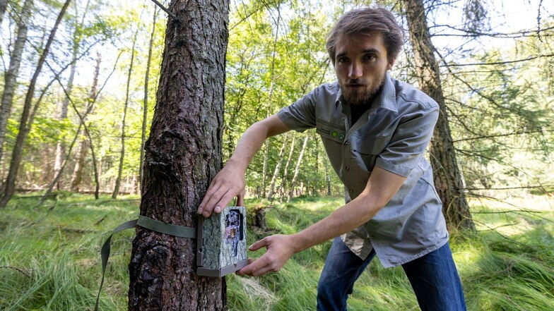 Odilian Adamczak leitet das Rotwild-Projekt bei der Nationalparkverwaltung. Hier checkt er eine der 66 Fotofallen, die zur Hirschzählung installiert wurden.