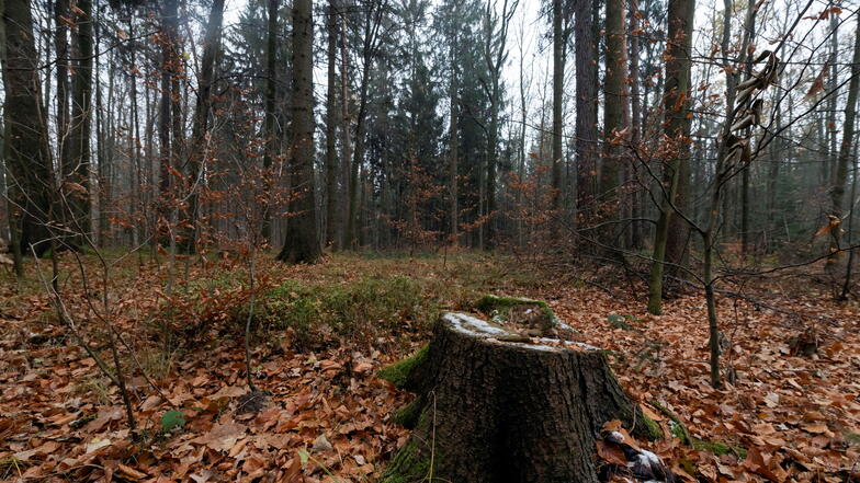 Neustadt: Debatte um Bestattungswald entfacht neu