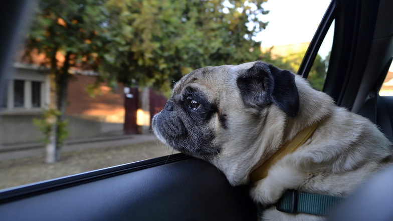 Zum Fall eines über längere Zeit im Auto gelassenen Hundes hat sich nun das Veterinäramt geäußert.