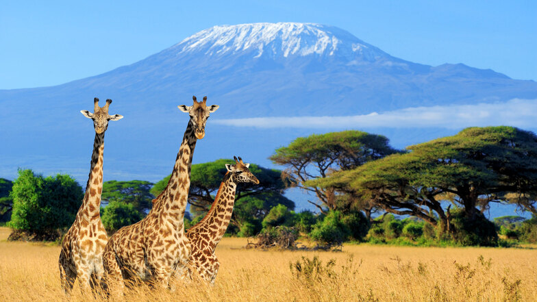 Abenteuerlicher als jede angebotene Safari: Reiseveranstalter steuern gerade durch sehr angespannte Zeiten.
