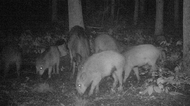 Großer Wildschweintreff an der Fütterung unter dem Hochstand im Wettiner Wald.