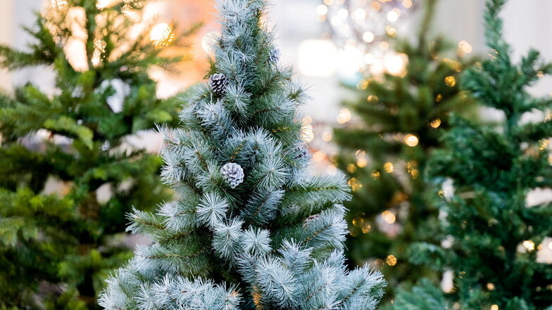 Ab dem 30. Dezember können Dresdnerinnen und Dresdner ihre Weihnachtsbäume kostenfrei an über 100 Sammelstellen  entsorgen.