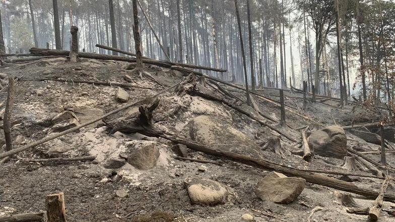 Grau statt grün: Dieses Bild ist kein Einzelfall. Überall verbrannter Wald.