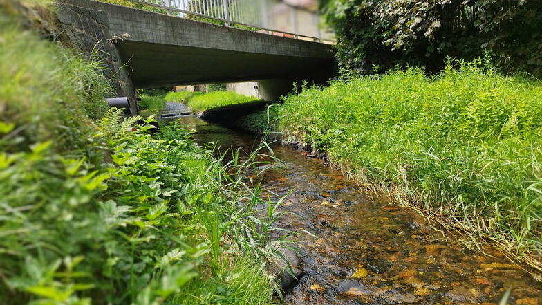 Es grünt so grün am Flusslauf des Berthelsdorfer Wassers direkt an der Hauptstraße. Ist das zu viel?