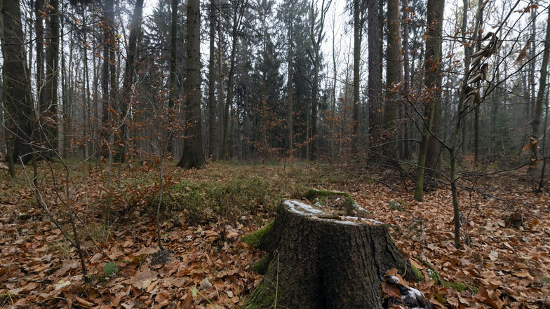 Auf einem Grundstück am Anbau soll der Bestattungswald entstehen.