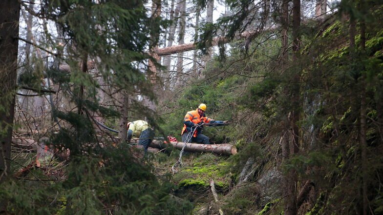 Forstarbeiter im extremen Gelände: Tschechische Spezialisten fällen die Fichten im Felshang und hängen sie dann ans Seil des Helikopters.