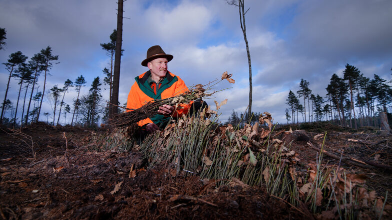 Forstdirektor Heiko Müller im Dezember am Dachsenberg, wo er die Eichensetzlinge in der Hand hält, die neu gepflanzt wurden.
