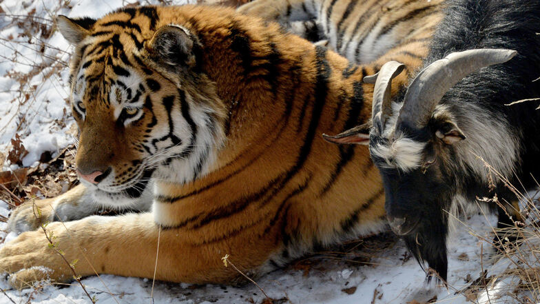 Freunde statt Feinde:  Tiger und Ziegenbock teilten sich ein Gehege.