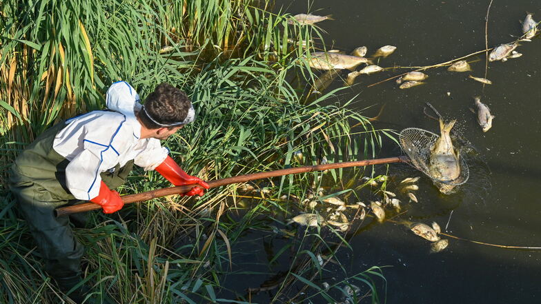 Andreas Hein, Ranger bei der Naturwacht Brandenburg, holt mit einem Kescher tote Fische aus dem Wasser.