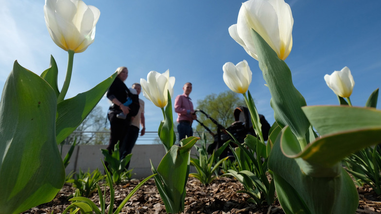 Weiße Tulpen zum Auftakt: Die 8. Landesgartenschau in Frankenberg ist eröffnet. Bis Anfang Oktober werden eine Viertelmillion Besucher erwartet.