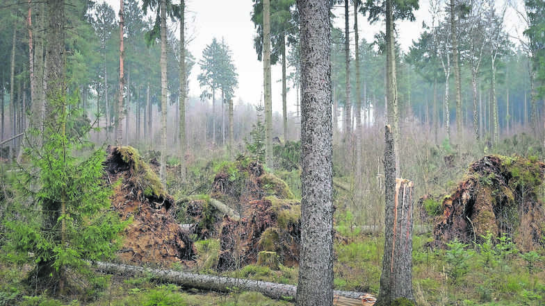 Im Nossener Zellwald sind die Forstbeauftragten bisher noch immer nicht dazu gekommen, die Sturmschäden von Friederike zu beseitigen. Besonders die Nadelbäume werden durch immer heftigere Windböen instabil und sind daher ein gefundenes Fressen für den Bor