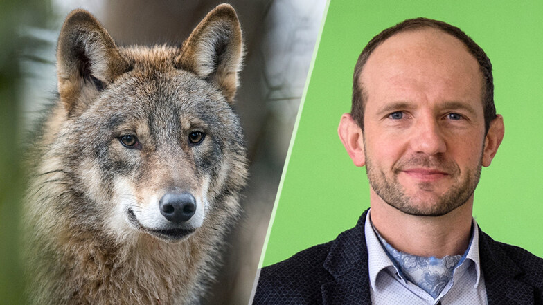 Landrat Meyer will Wolfs-Abschuss anordnen