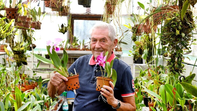 Reinhold Queisser in seinem Gewächshaus. Hier pflegt er etwa 500 Orchideen.