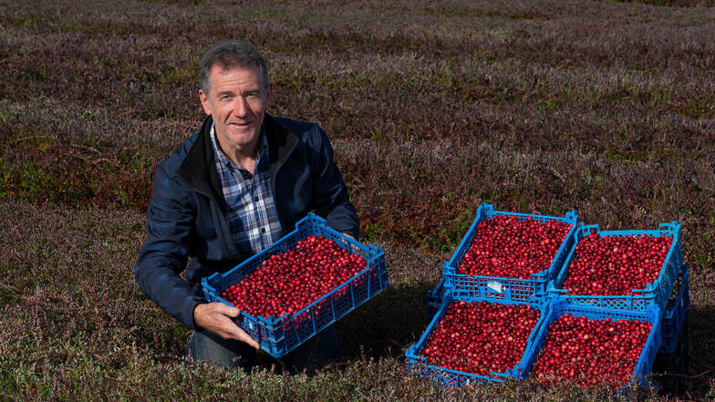 Alles selbst gepflückt: Hermann Ilgen präsentiert auf seiner Plantage in Klingenberg frische Cranberries. In Deutschland sind die Früchte als Moosbeeren bekannt. Sie schmecken bitter und säuerlich – wie eine Mischung aus Grapefruit und Apfel.