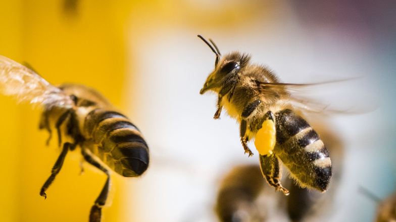 Bei einem Bienenvolk in Hellerau ist die Amerikanische Faulbrut ausgebrochen.