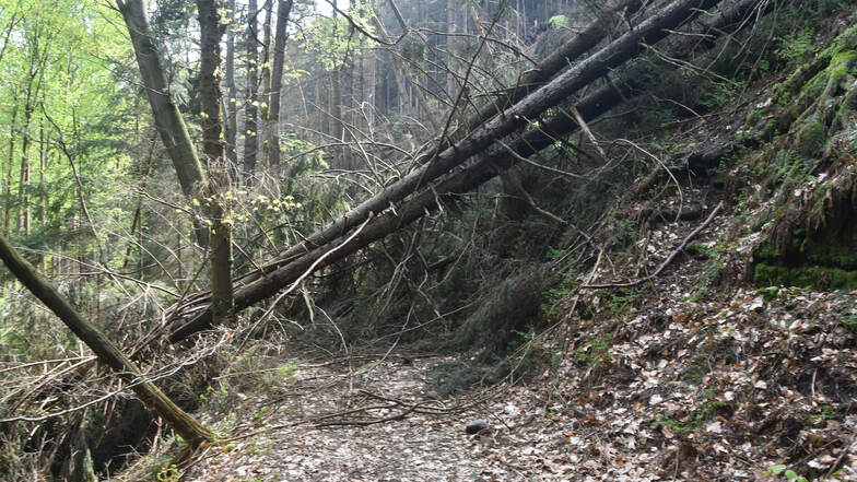Schwere Stürme haben den Wanderweg südlich der Waltersdorfer Mühle schwer zugesetzt. Zunächst gab es eine Rettungsidee.