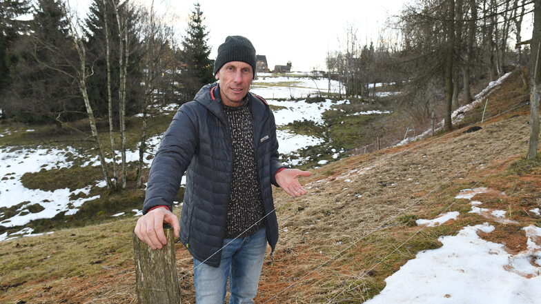 Osterzgebirge: Wolf reißt erstmals Schafe in Schellerhau