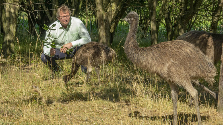 Markus Weinert, Chef des Sonnenhofs in Ossig, lockt die Emus mit ein paar Blättern, die er vom Baum gepflückt hat. Die Tiere sind neu auf dem Sonnenhof Ossig.