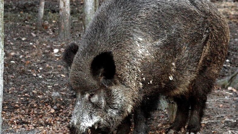 Sie wühlen, wüten und verwüsten - meinen es aber nicht böse: die Wildschweine.