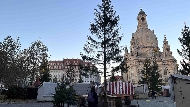 Spott über lichte Fichte vor der Dresdner Frauenkirche