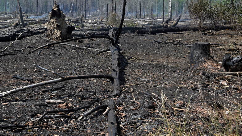 Im brandenburgischen Jüterbog hat der Wald zwei Wochen lang gebrannt. Auch die Dresdner Heide ist gefährdet.