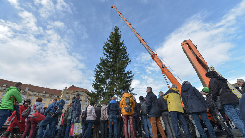 Schon das Aufstellen des Striezelmarkt-Baums ist in Dresden ein Ereignis. Wie der Baum dieses Jahr aussehen wird, bleibt bis zum Spätherbst eine Überraschung.