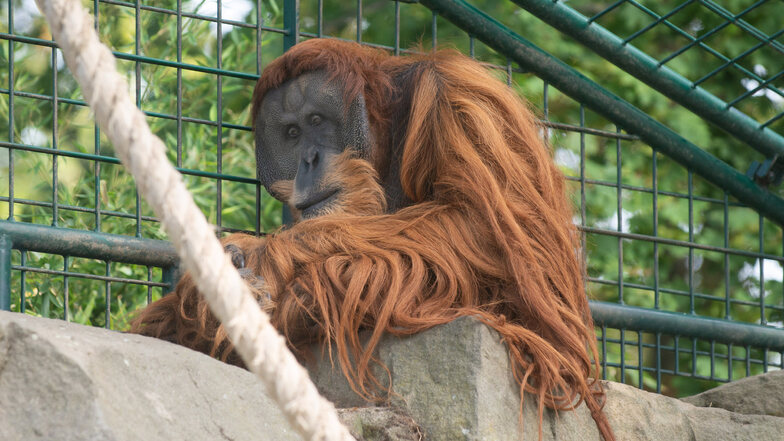 Orang-Utan-Männchen Toni genießt die Zeit im Außengehege. Mit dem neuen Affenhaus sollen er  und seine Artgenossen sich bald auch drinnen wohlfühlen.
