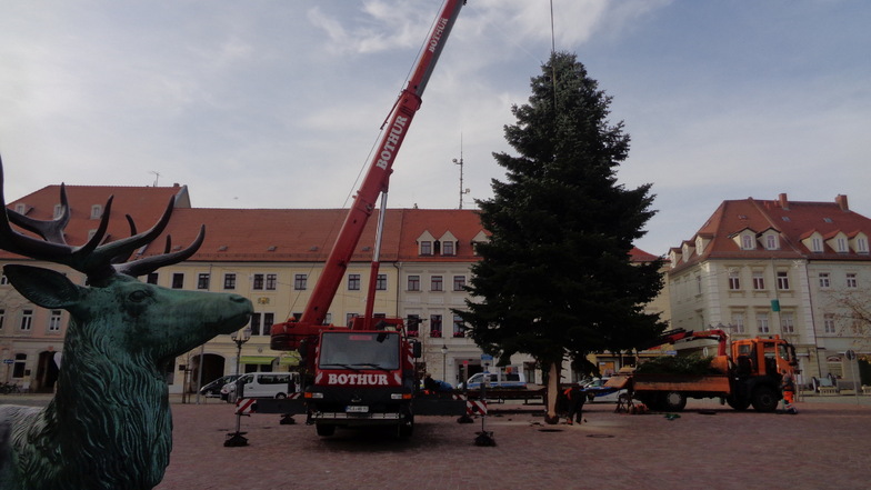 Endstation Hauptmarkt: Der Mittelbaum für die Weihnachtszeit in Großenhain am Mittwochmittag.