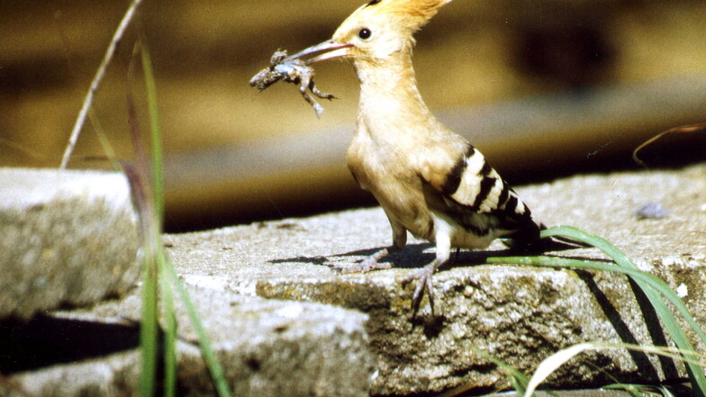 Ein Wiedehopf mit einer Unke im Maul auf dem Weg zum Nest, wo hungrige Junge auf eine Mahlzeit warten.