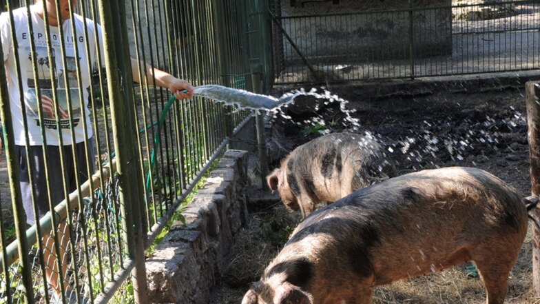Ben Gebler kümmert sich um die Bentheimer Schweine. Die fühlen sich in dem erfrischenden Wasserstrahl sauwohl.
