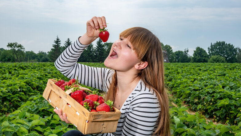 Lilly Daum ist das erste Mal auf dem Erdbeerfeld in Sömnitz. Sie ist von der Fülle der Beeren und deren Geschmack begeistert. Sie will unbedingt wiederkommen. Das ist von Montag bis Sonnabend von 7.30 bis 18 Uhr und am Sonntag von 7.30 bis 16 Uhr möglich.