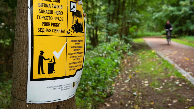 Ein Schild im Großenhainer Stadtpark weist auf Maßnahmen hin, die die Verbreitung der Schweinepest verhindern sollen. Nun ist die Seuche dennoch im Landkreis angekommen.