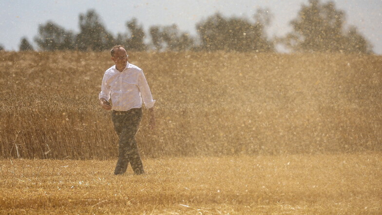 Landwirtschaftsminister Wolfram Günther (Grüne), geht durch den Erntestaub über ein Feld mit Wintergerste. Die Landwirte in Sachsen erwarten in diesem Jahr eine durchschnittliche Ernte.