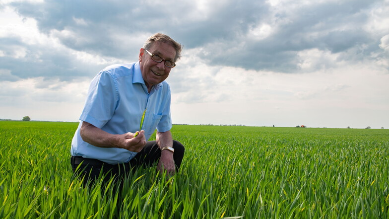 Eine erfreuliche Bestandsaufnahme: Manfred Engelmann steht auf dem Weizenfeld nahe Skäßchen. Bis jetzt sieht es noch gut auf den Feldern aus.